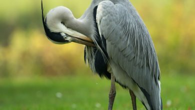 Photo of Wat is een reigerschrik?