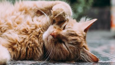 Photo of De beste kattenverjager