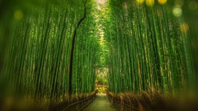 Photo of 4 manieren om bamboe te gebruiken in je interieur