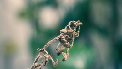 Photo of Mijn plant is ziek, wat nu?