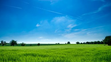 Photo of Altijd een fraaie groene tuin