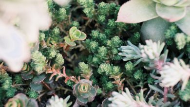 Photo of De voordelen van een groendak op je woning