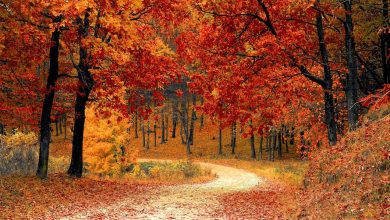 Photo of Beste tuinactiviteiten voor in de herfst
