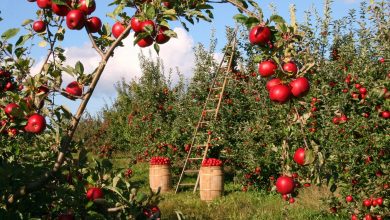 Photo of Tips voor het kweken van fruit in je tuin 