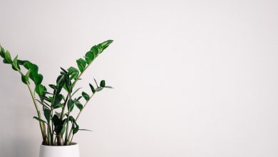 Photo of Interieurbeplanting: de perfecte balans tussen esthetiek en welzijn