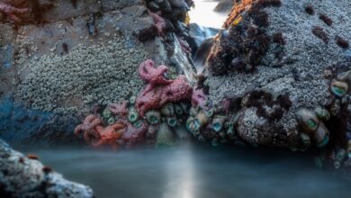 Photo of Fris en vrij: Zo maak je het doucheputje schoon