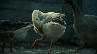 Photo of Hoe je jouw tuin onaantrekkelijk maakt voor katten