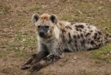 Photo of Waarom salamanders in de tuin zo bijzonder zijn