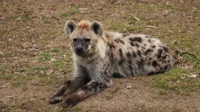 Photo of Waarom salamanders in de tuin zo bijzonder zijn