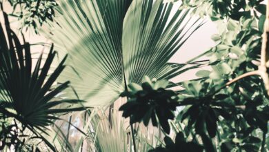 Photo of Een gezonde tuin begint met op het juiste moment bemesten