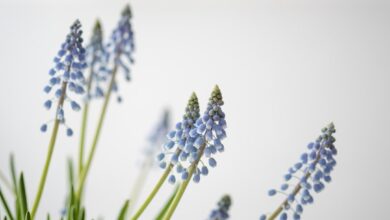 Photo of Rozen snoeien in het voorjaar voor sterke en mooie bloemen