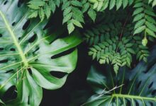 Photo of De perfecte tijd om je heg te snoeien: tips voor een mooie haag