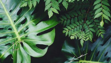 Photo of De perfecte tijd om je heg te snoeien: tips voor een mooie haag