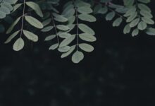 Photo of Zo houd je je oleander gezond door te snoeien