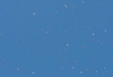 Photo of Kleine vliegjes in huis bij het raam: zo pak je het probleem aan