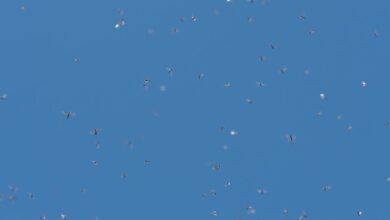 Photo of Kleine vliegjes in huis bij het raam: zo pak je het probleem aan