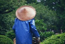 Photo of Een mediterrane tuin maken: zo breng je de zuiderse sfeer naar huis