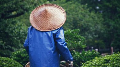 Photo of Een mediterrane tuin maken: zo breng je de zuiderse sfeer naar huis