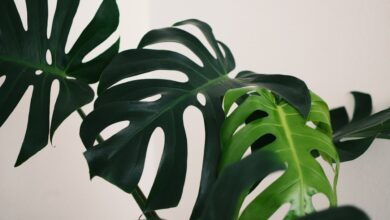 Photo of Groene gasten in huis: wat je moet weten over kamerplanten