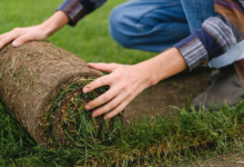 Photo of Graszoden Online: hoe een Nederlands familiebedrijf graszoden van zaadje tot levering zelf produceert