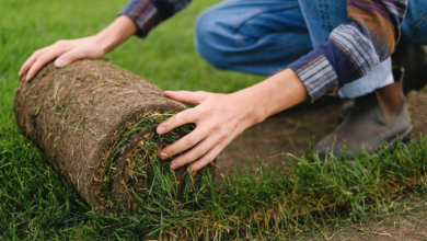 Photo of Graszoden Online: hoe een Nederlands familiebedrijf graszoden van zaadje tot levering zelf produceert